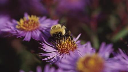 Bee in flower image